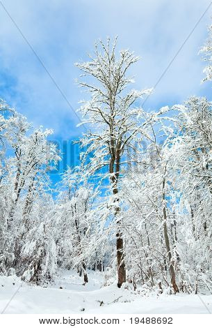 Snowbound Winter Earthroad