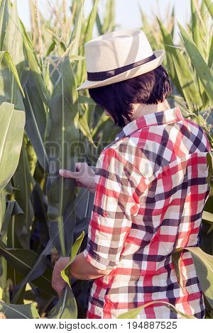 Woman Farmer Examines The Quality Of Corn