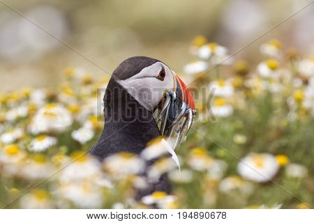 British Puffin Seabird (fratercula Arctica) From Skomer Island, Pembrokeshire, Wales Uk