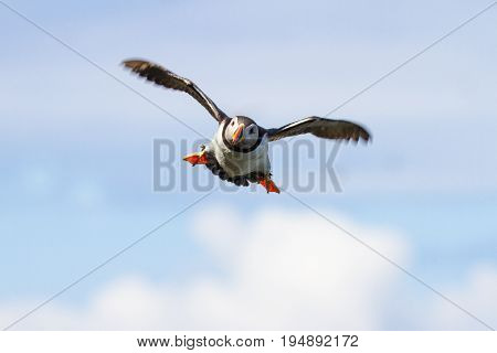British Puffin Seabird (fratercula Arctica) From Skomer Island, Pembrokeshire, Wales Uk