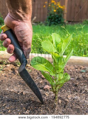 Vertical photo of a male Caucasian hand with a black spade digging up a large green leaf lettuce plant