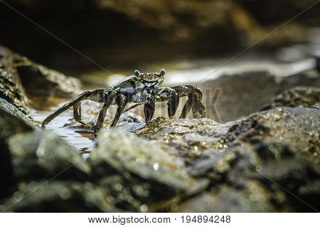 Dark grey hermit crab standing guard on his rock on the beach