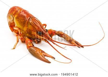 Boiled Crayfish or Freshwater lobster on a white background.
