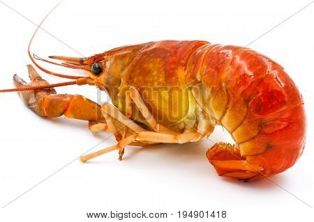 Boiled Crayfish or Freshwater lobster on a white background.