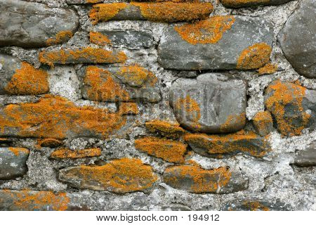 Mousse sur le vieux mur de Pierre