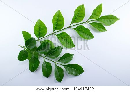 Agasta Dolichandrone Rpathacea Schum Tree Isolated