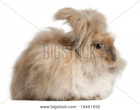 Lapin Angora anglais devant fond blanc
