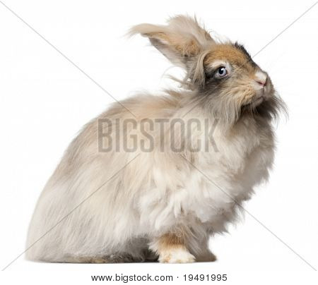 Lapin Angora anglais devant fond blanc