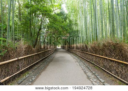 Bamboo forest