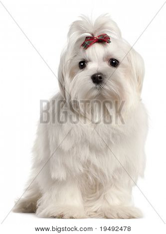Malta puppy, 4 ay yaşlı beyaz arka plan,