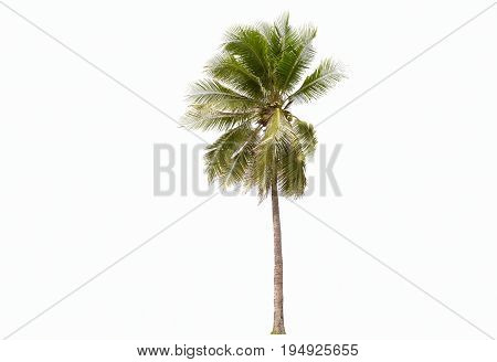 Coconut tree isolated on a white background.