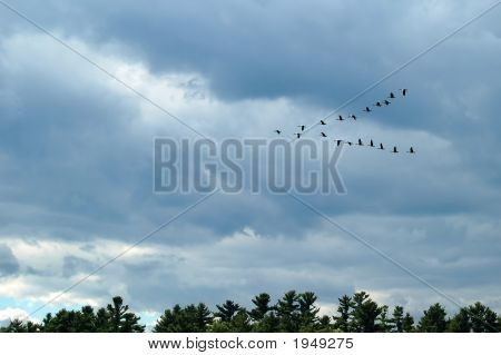 Gänse In V-Formation