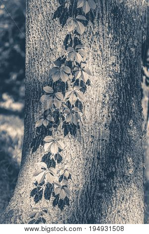 Old vintage photo. Tree trunk ivy plish sunny day copy space