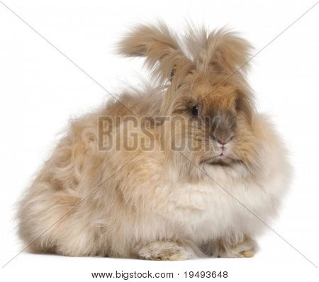 Lapin Angora anglais devant fond blanc