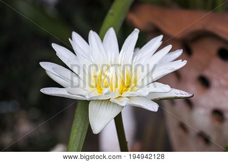 blooming white water lily macro  nature beautiful