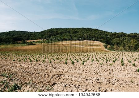 Vineyards in Slovenia. Summer, open spaces. Landscape