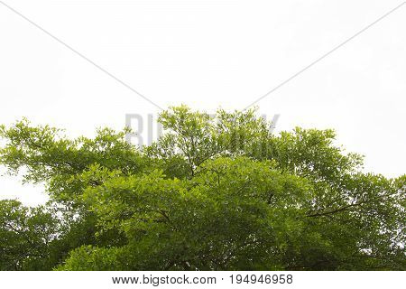 Green leaves isolated. abstract green nature background. Terminalia leaves