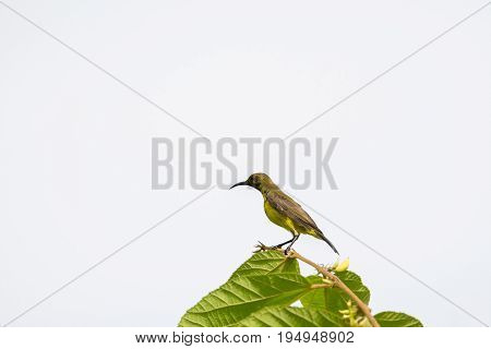 Olive-backed Sunbird, Yellow-bellied Sunbird