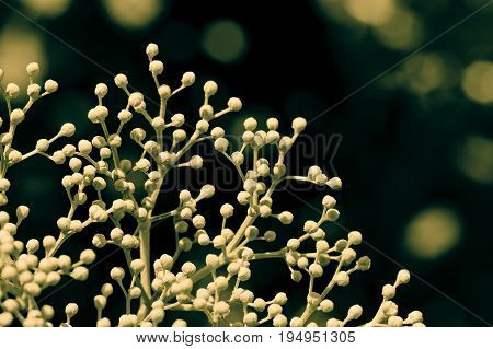 Sambucus nigra / Blooming elder or elderberry / Symbolically - connection points