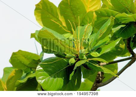 Close up of Tropical Almonds growing in Honolulu Hawaii