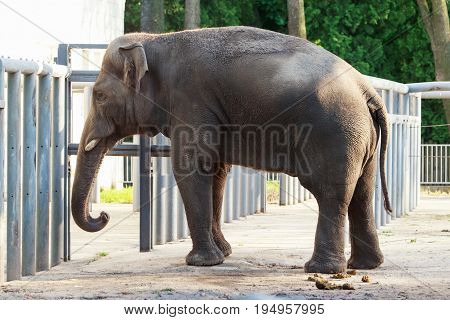 The big elephas maximus in the zoo