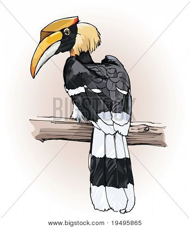 Vektor-Darstellung einer Hand Zeichnung Doppelhornvogel