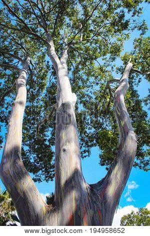 Looking upwards on a Rainbow Eucalyptus tree (Eucalyptus deglupta)