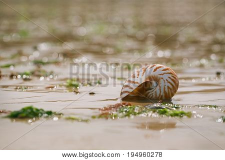  British summer  beach with nautilus pompilius sea shell