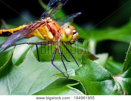 Large yellow dragon fly pearched on some leaves in a flower pot. The insect's eyes mouth and hairs are clearly visible.