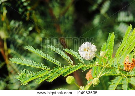 Image of a Sweet Acacia (Vachellia farnesiana) flower