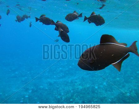 Sea Life Of Molokini Crater, Maui, Hawaii.