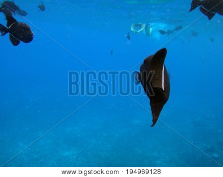 Sea Life Of Molokini Crater, Maui, Hawaii.
