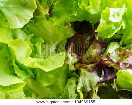 Texture of lettuce salad leaves; Lactuca sativa - green and red oaks hydroponics vegetables) for background; top view closeup; concepts of healthy, fresh, organic, natural, diet, clean food