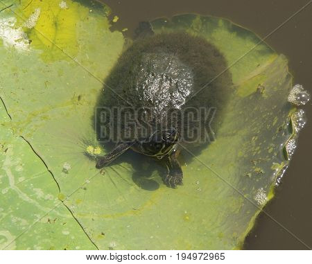 A Water Turtle suns itself on a Lilly Pad in the waters near the North Carolina Estuarium in WashingtonNorth Carolina