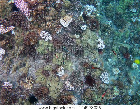Sea Life Of Molokini Crater, Maui, Hawaii.