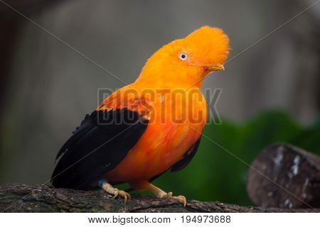 Andean cock-of-the-rock (Rupicola peruvianus), also known as tunki.