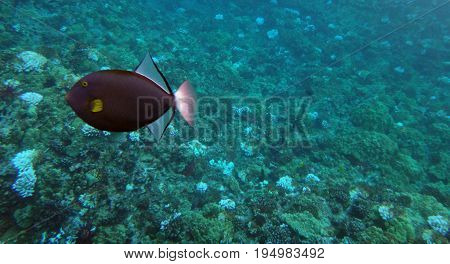 Sea Life Of Molokini Crater, Maui, Hawaii.