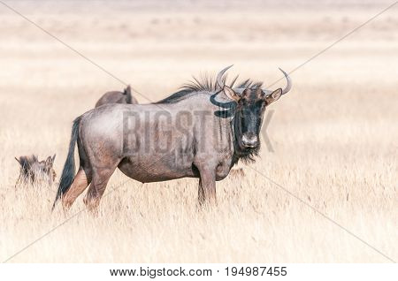 Blue wildebeest Connochaetes taurinus also called a white-bearded wildebeest or brindled gnu looking towards the camera