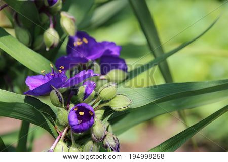 three master flower, purple, garden, summer, dream