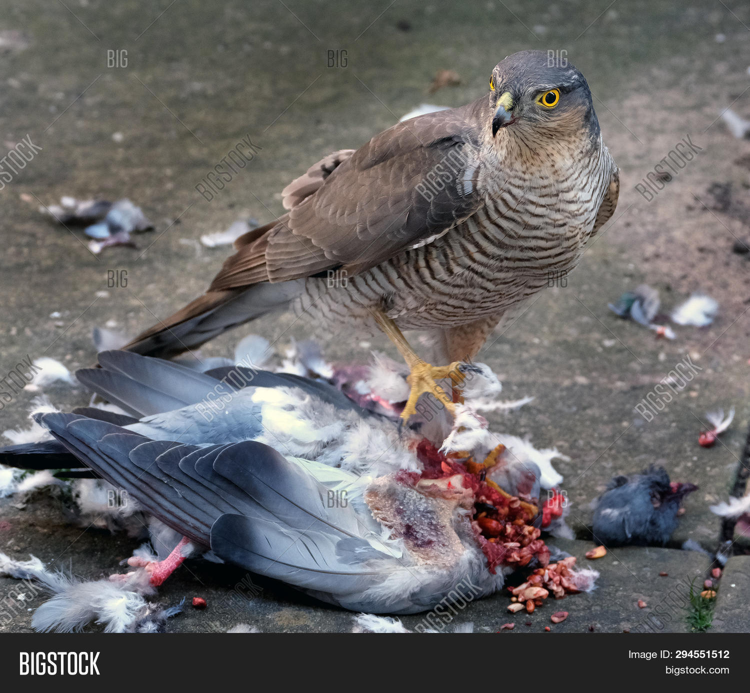 Female Sparrow Hawk Image Photo Free Trial Bigstock