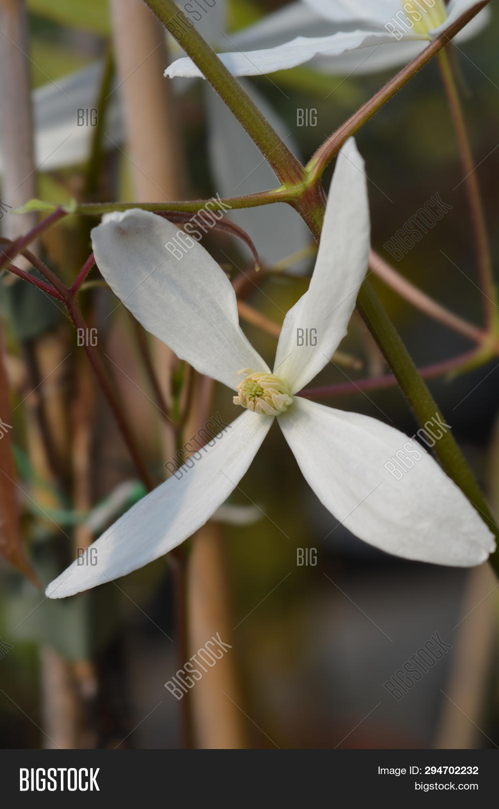 Snowdrift Evergreen Image Photo Free Trial Bigstock