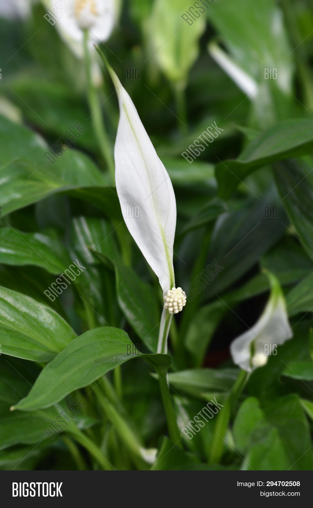 Peace Lily Latin Image Photo Free Trial Bigstock