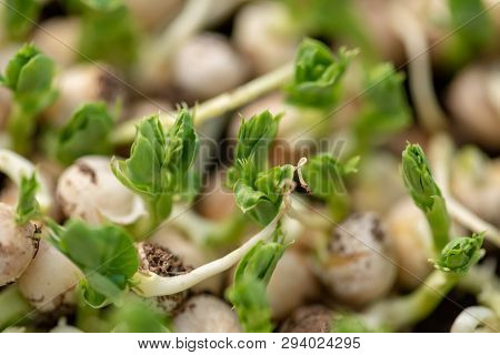Micro Green Of Peas