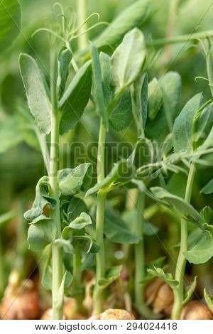 Micro Green Of Peas