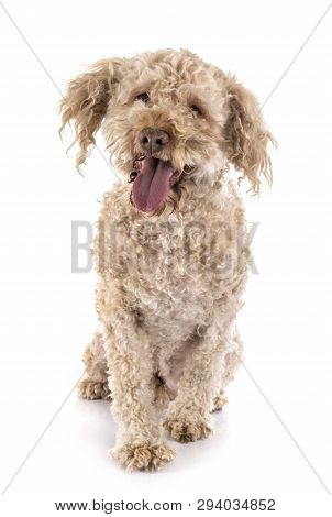 Lagotto Romagnolo In Front Of White Background