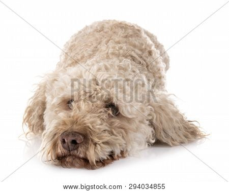 Lagotto Romagnolo In Front Of White Background