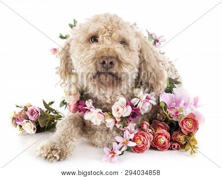 Lagotto Romagnolo In Front Of White Background