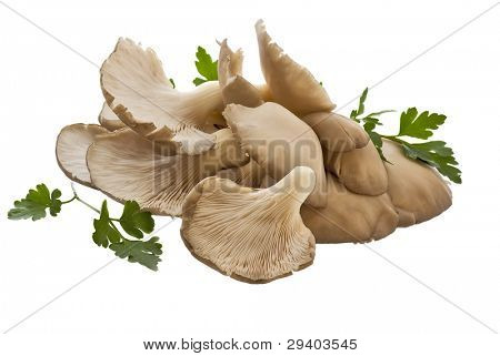 Funghi ostrica