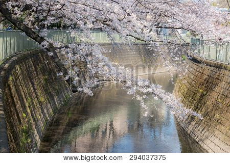 Beautiful Japanese Sakura Cherry Blossom Trees During Spring In Tokyo.
