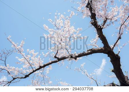 Beautiful Japanese Sakura Cherry Blossom Trees During Spring In Tokyo.